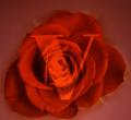 V Rose Counseling & Consulting Services LLC