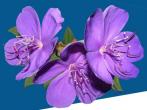 Vividly Vitality Mentoring and Counsel, PLLC