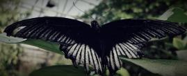Pursuing Metamorphosis, LLC