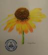 Eclectic Naturopathic Medical Center, LLC