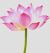Therapies for Yogic Healing